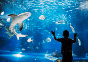 Child watching sharks and fish through aquarium glass