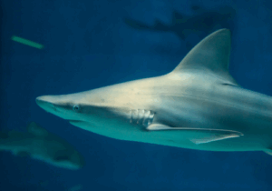 Sandbar shark swimming in shallow coastal waters