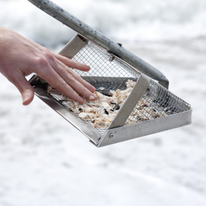 A person sifting through sand looking for shark teeth.