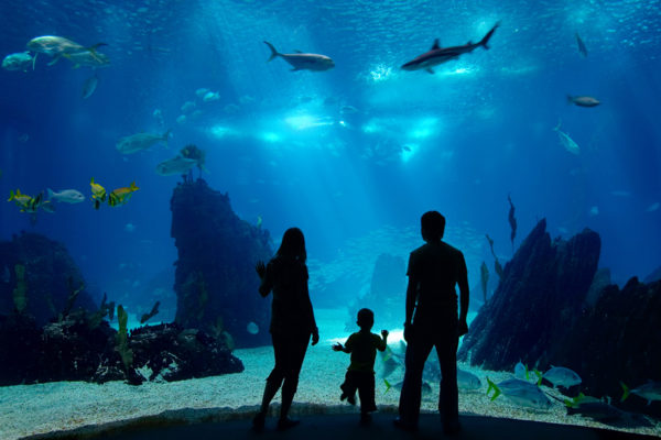 family watching underwater tank